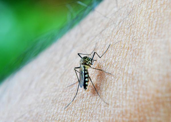 peste 85 000 de cazuri de febra dengue si 75 de decese inregistrate de la inceputul anului in bangladesh