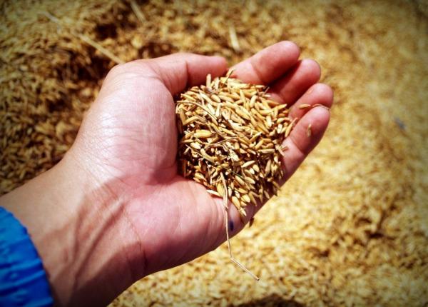 dr adriana camuescu intoleran a sau alergie la gluten cum faci diferen a