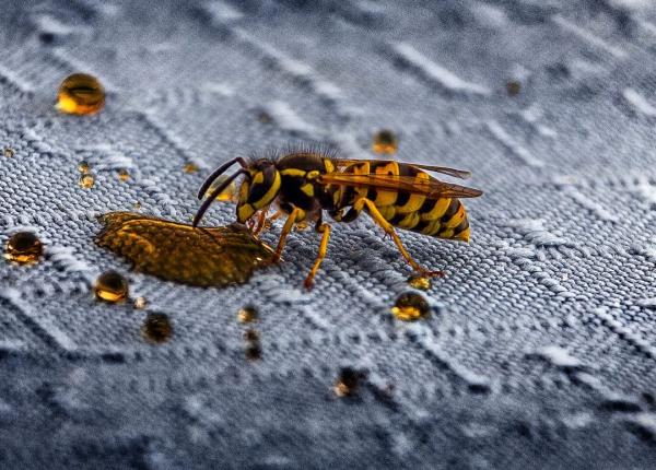 padurar din vaslui mort dupa ce ar fi fost in epat de o viespe