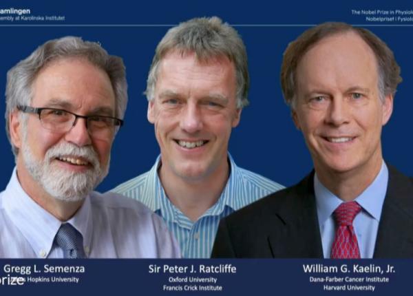 premiul nobel 2019 pentru medicina sau fiziologie gregg semenza peter ratcliffe i william kaelin