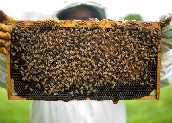 barbat din vaslui mort in urm aunui oc anafilactic