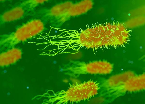 tulpini de e coli raspandite din cauza igienei precare dupa utilizarea toaletei