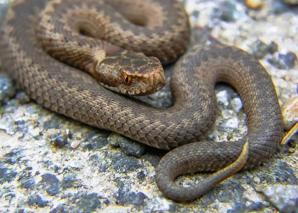 barbat mu cat de o vipera la cetatea deva s a dus la upu cu arpele intr un borcan