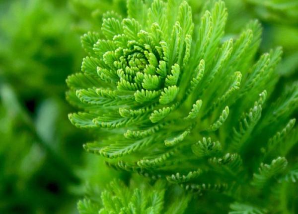 alzheimer china aproba un medicament pe baza de alge marine primul in ultimii 17 ani