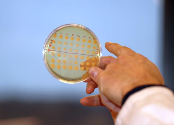 terapia cu bacteriofagi posibila ansa pentru boli de ficat mortale