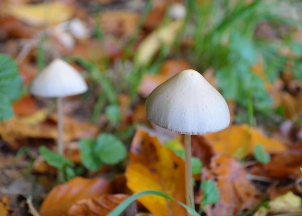 psilocybin terapie cu ciuperci in depresia majora