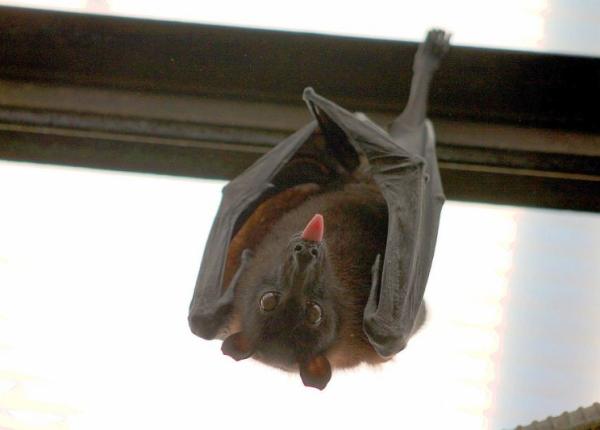 virusul nipah transmis de lilieci poten ial epidemic grav avertisment speciali ti