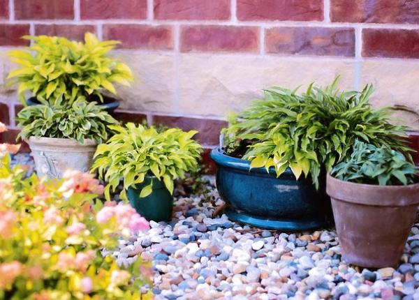 beneficiile nebanuite ale plantelor asupra femeilor studiu la harvard