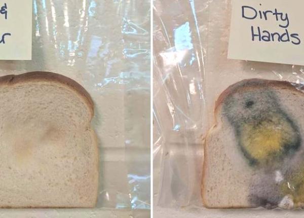 spalatul mainilor un experiment folosind o felie de paine arata cate bacterii putem transporta pe maini