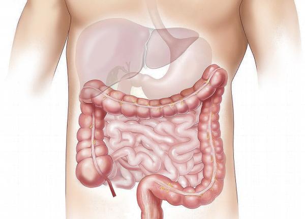 acizii biliari pot ajuta la reglarea imunita ii intestinale i a inflama iei