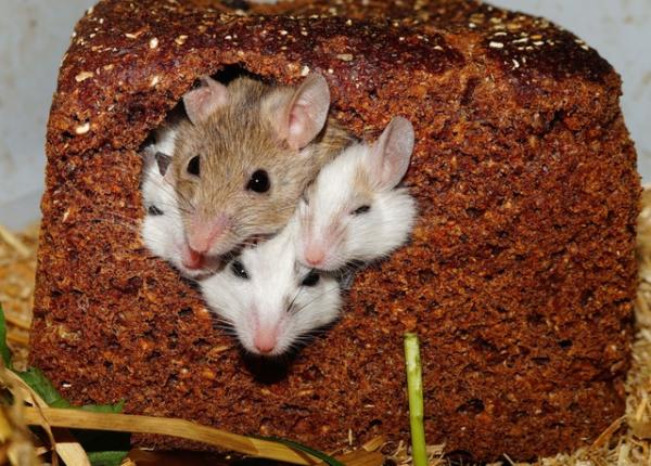 controale in industria alimentara fabrici de paine i morarit amendate