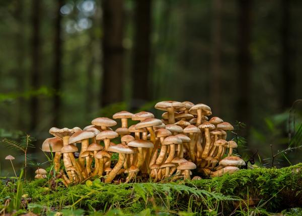 medicament psihoactiv ob inut din ciuperci halucinogene aproape de aprobarea fda