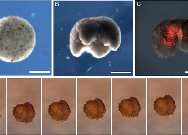 prima ma ina vie creata in laborator organism evoluat din celule de broasca modificate