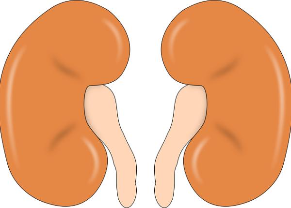 metoda de intinerire a rinichilor care ar elimina dializa descoperita in israel