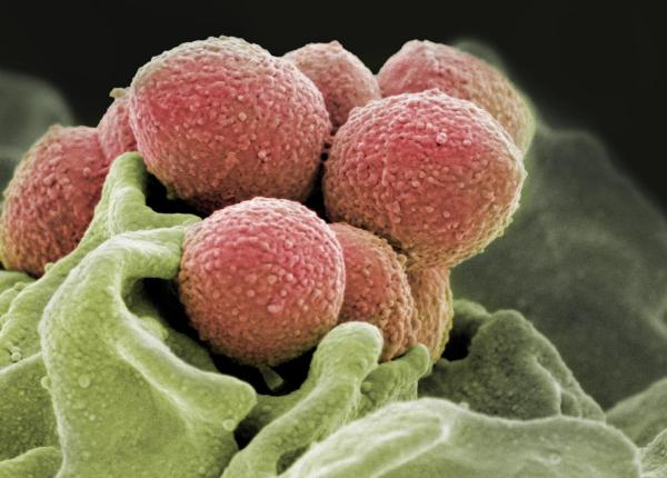 streptococ rezistent la antibiotoce ingrijoreaza lumea medicala