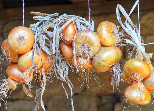 alergia la ceapa ce trebuie sa tii despre ea simptome