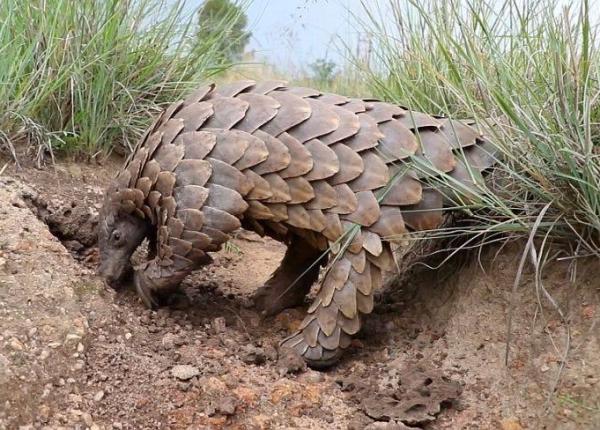 pangolinii gazde intermediare potentiale pentru noul coronavirus