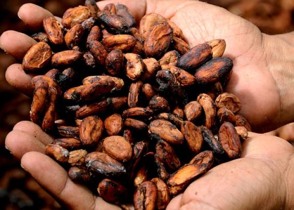 boala arteriala periferica de ce bolnavii ar trebui sa consume cacao