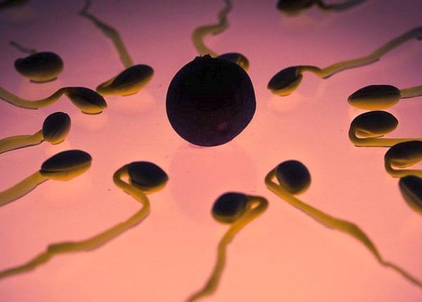 fertilitate masculina un nou tip de a testa cat de vivaci sunt spermatozoizii