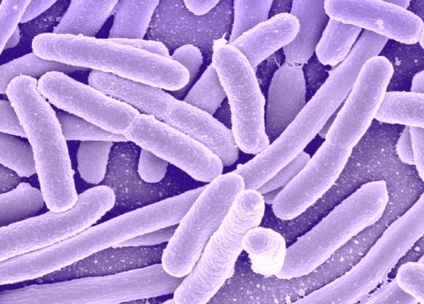 noi antibiotice care distrug altfel bacteriile