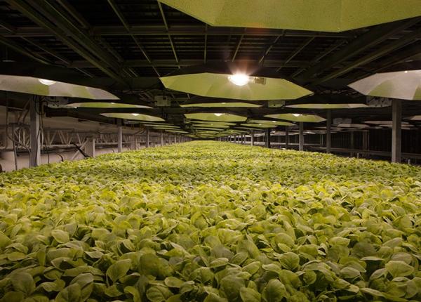 poten ial vaccin anti covid 19 din tutun dezvoltat in sua