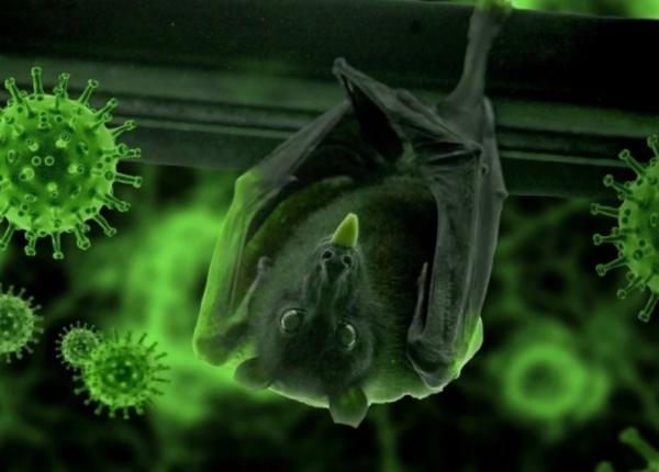 coronavirus cercetatorii au gast alte ase tipuri noi la lilieci