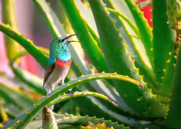 aloe vera 6 beneficii dovedite tiin ific la ce e buna i ce efecte adverse are