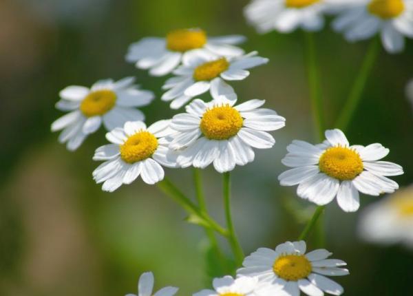 nicotina promoveaza raspandirea cancerului pulmonar la creier solu ia o planta comuna