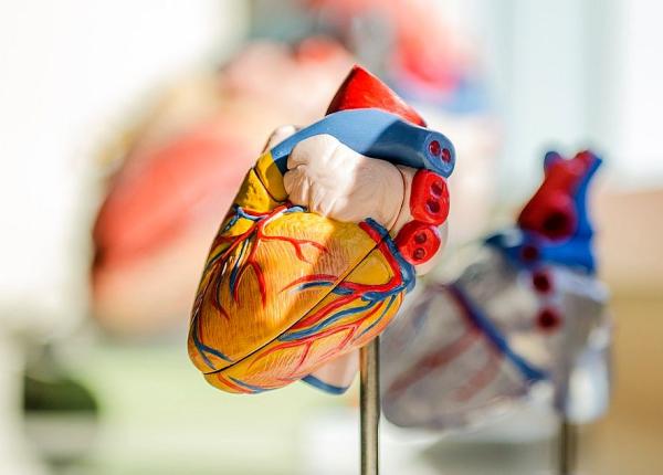 proteina din inima cu efect miraculos in caz de infarct