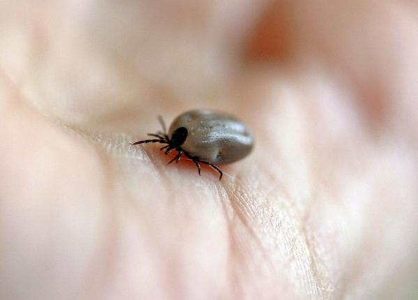 mu catura de capusa pericol major de infectare cu inca o boala grava