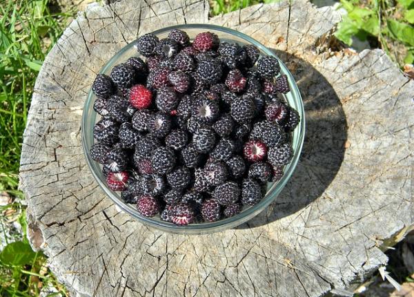 mure efectele uimitoare asupra pielii