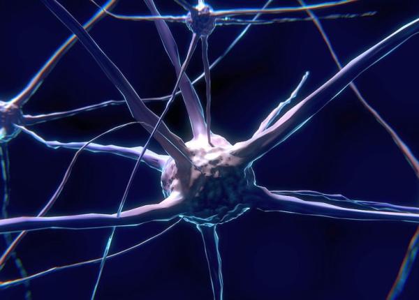 o forma unica i rapida de regenerare a neuronilor rani i