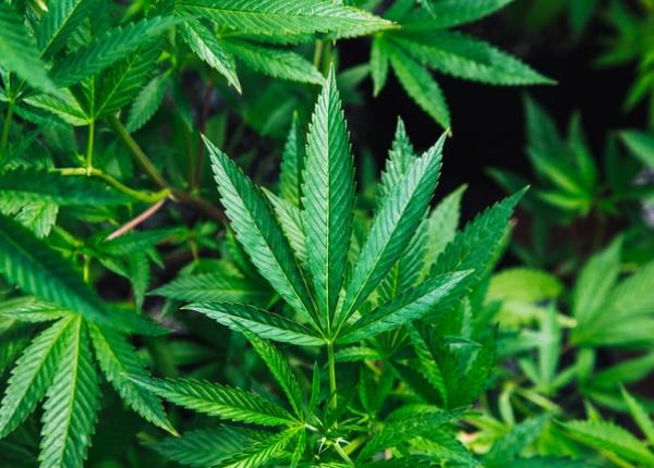 cannabis posibil tratament pentru covid 19 studiu