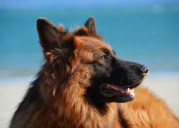 primul caine rapus de covid 19 ce alta boala a avut