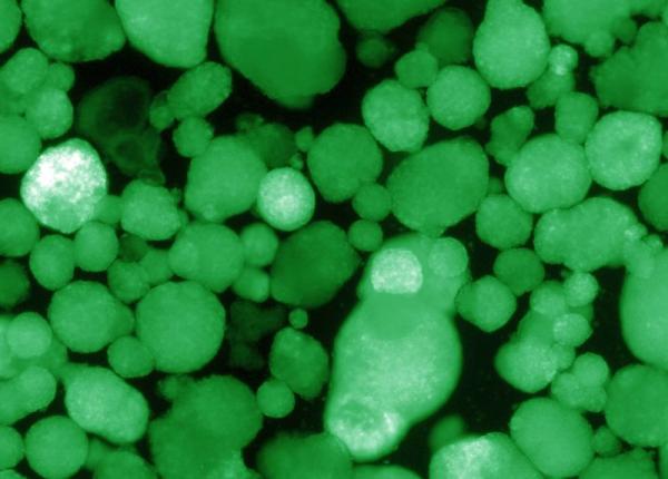 diabetul de tip 1 la un pas de a fi vindecat descoperire epocala