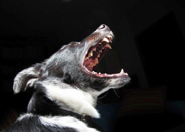 adriana saftoiu atacata de un caine pe strada a ajuns la spital i nu e singura victima