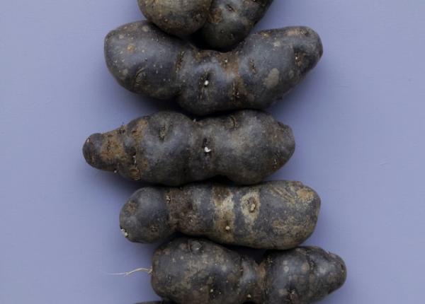 cartoful mov mai sanatos decat cel alb beneficii