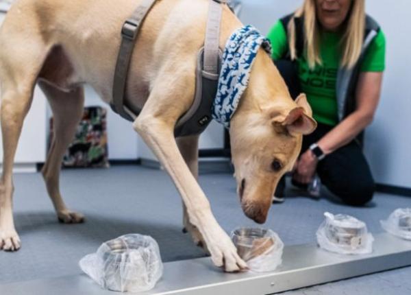 covid 19 caini antrena i sa miroasa persoanele infectate cu coronavirus pe aeroportul din helsinki