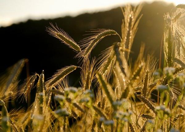 lovitura de la bruxelles pentru micii fermieri din romania carmen avram n am crezut ca se poate a a ceva