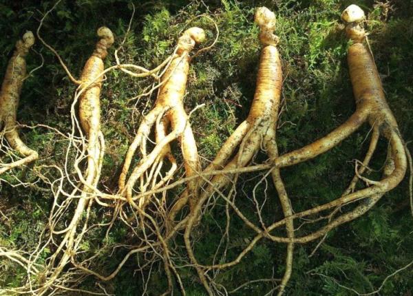 pozibil tratament pentru alzheimer gasit in pamantul din jurul plantelor de ginseng