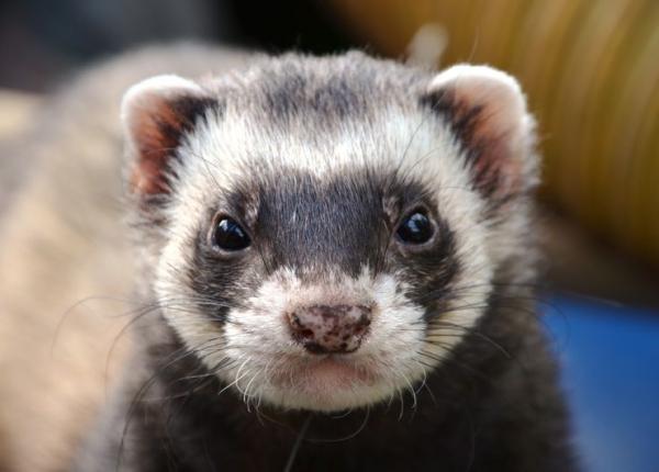 oms 6 tari au anuntat cazuri de covid 19 la ferme de nurci