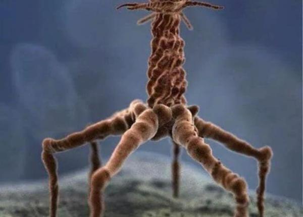 virusurile ce sunt si cum ne influenteaza sanatatea explicatiile medicului vasi radulescu