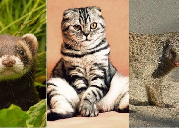 nurcile pisicile si zibetele cele mai sensibile specii la infectia cu coronavirus dupa oameni