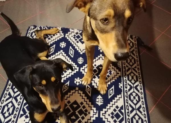 de ce sa i faci rau cand il poti proteja inamicul nr 1 al cainilor de revelion