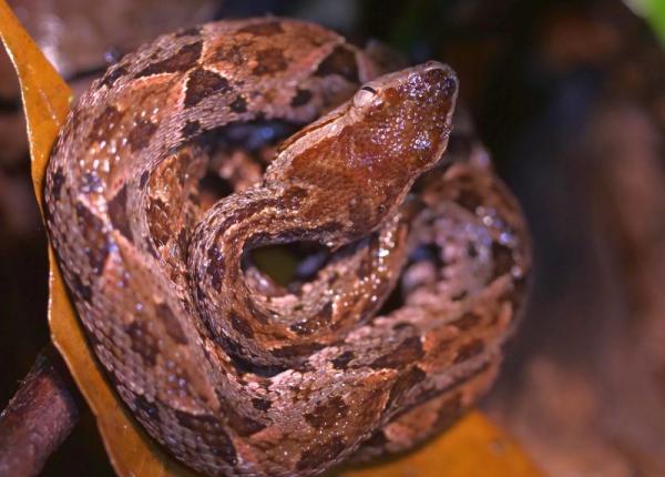 captopril pus sub limba dr tatu chitoiu sarpele brazilian asa isi omoara victimele