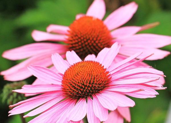 adevarul despre echinacea la ce afectiuni s a dovedit stiintific ca e buna