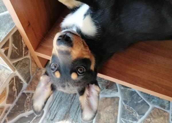 cum sa ai animale de companie sanatoase patru alimente de evitat