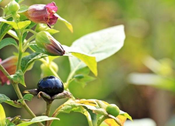 matraguna planta otravitoare din care se fac medicamente ce trebuie sa stii despre ea
