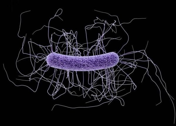 dr valeriu gheorghita adevarul despre infectia cu clostridium difficile cauza decesului lui bogdan stanoevici