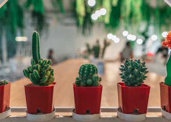 ce se intampla daca dormi cu un cactus in camera corpul tau iti va multumi